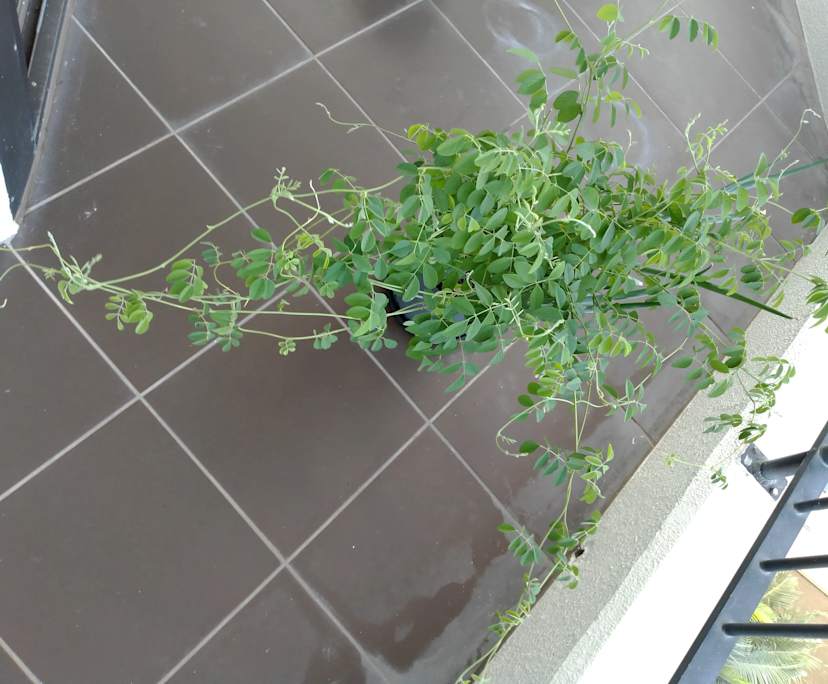 $380, Flatshare, 2 bathrooms, West Gladstone QLD 4680