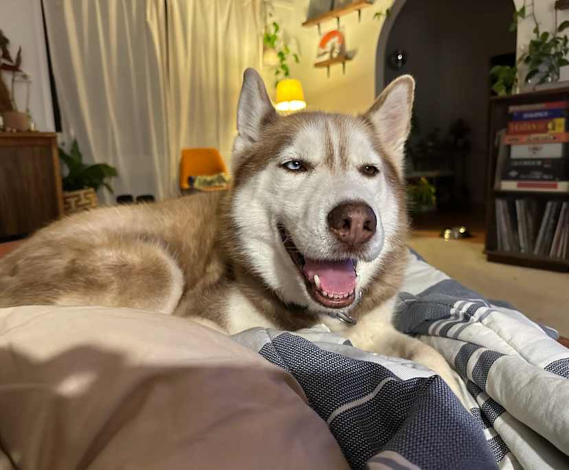 $500, Whole-property, 3 bathrooms, Giralang ACT 2617