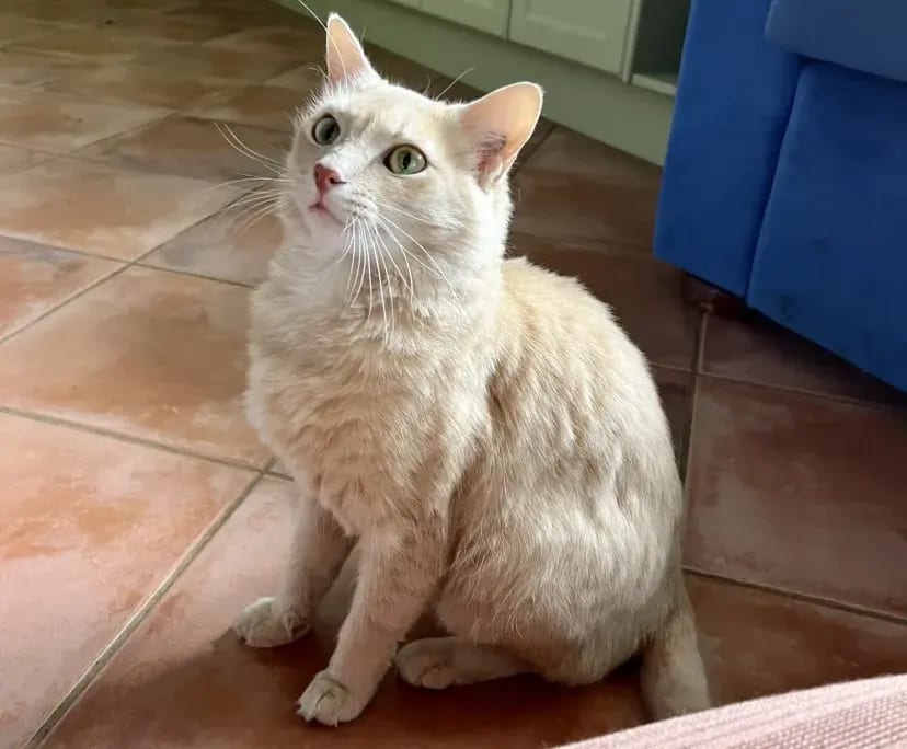 $275, Share-house, 4 bathrooms, Morley WA 6062