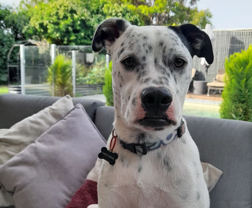 $300, Share-house, 4 bathrooms, Wurtulla QLD 4575