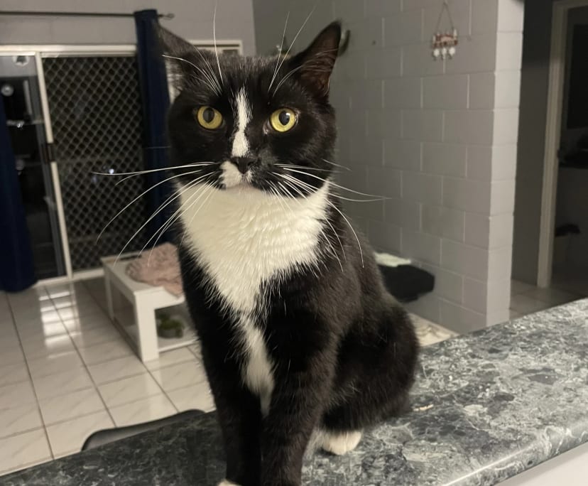 $240, Flatshare, 2 bathrooms, Manunda QLD 4870