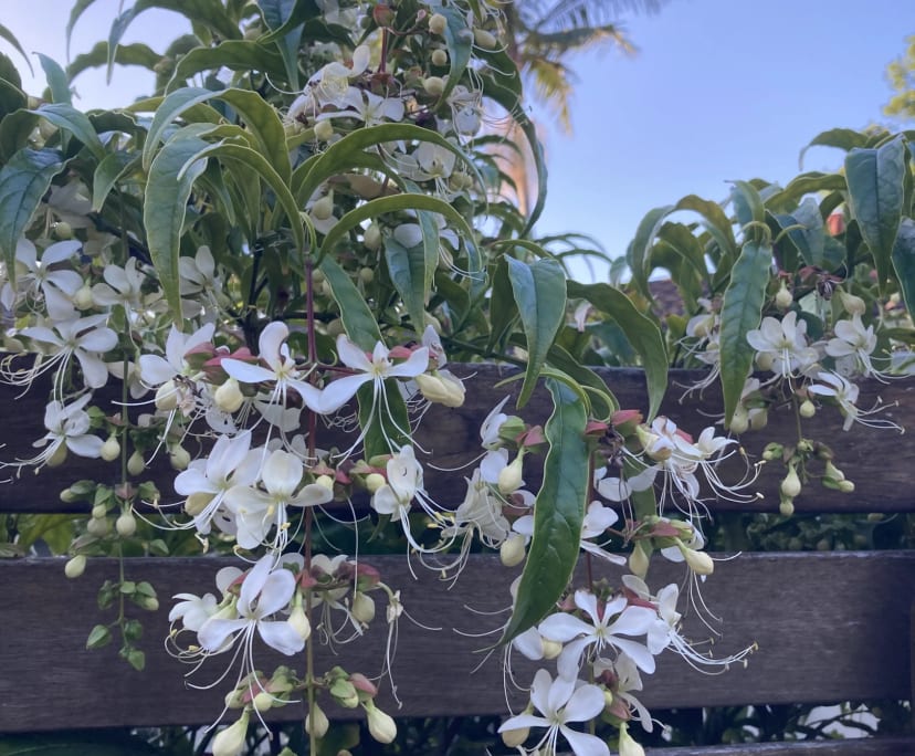 $300, Share-house, 4 bathrooms, Broadbeach Waters QLD 4218