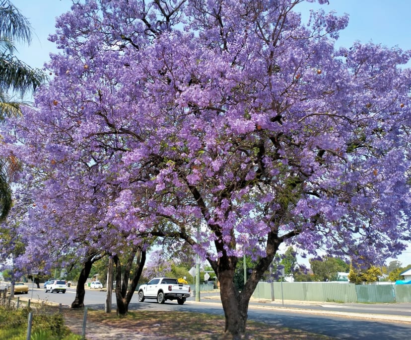 $175, Share-house, 4 bathrooms, South Tamworth NSW 2340