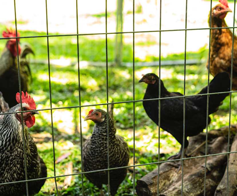 $980, Whole-property, 4 bathrooms, Fishery Falls QLD 4871