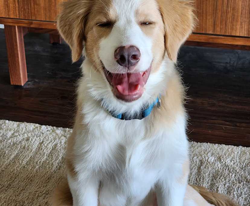 $400, Share-house, 4 bathrooms, South Ripley QLD 4306