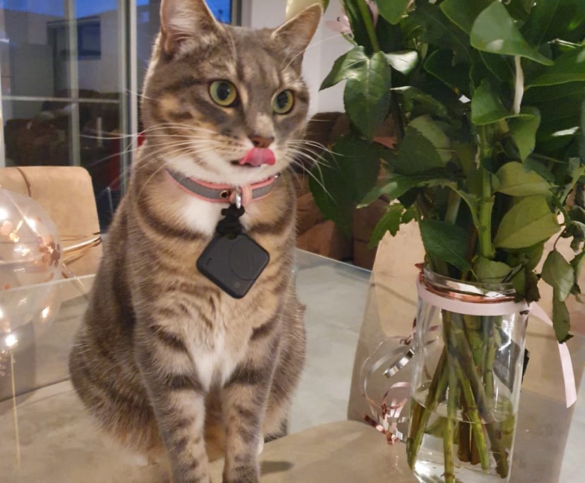 $250, Share-house, 5 bathrooms, Guildford NSW 2161