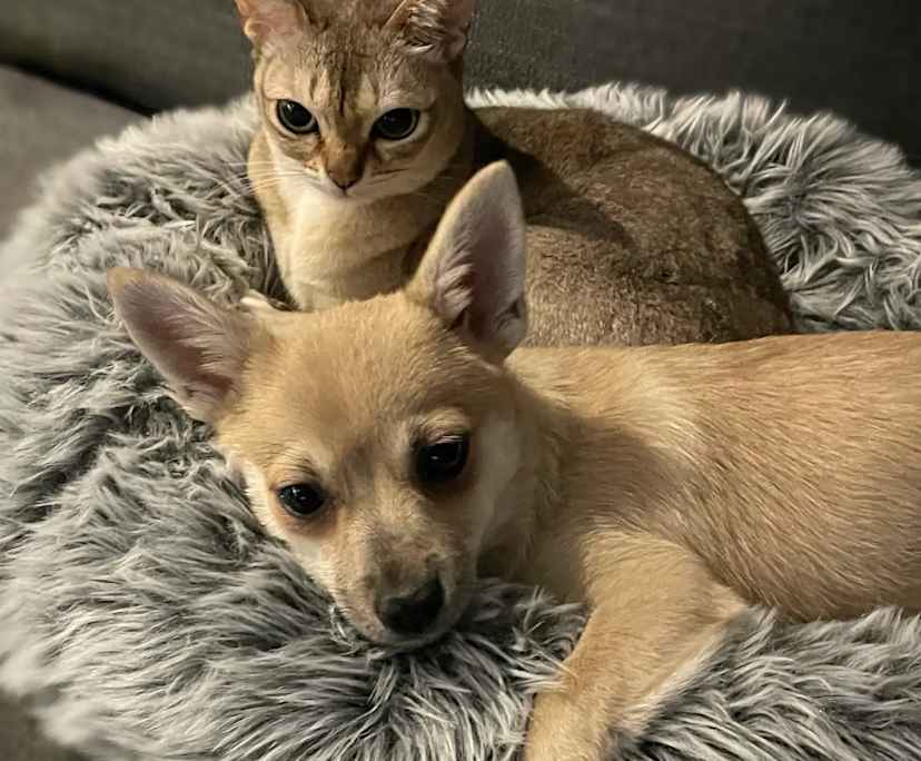 $350, Share-house, 2 bathrooms, Greenslopes QLD 4120