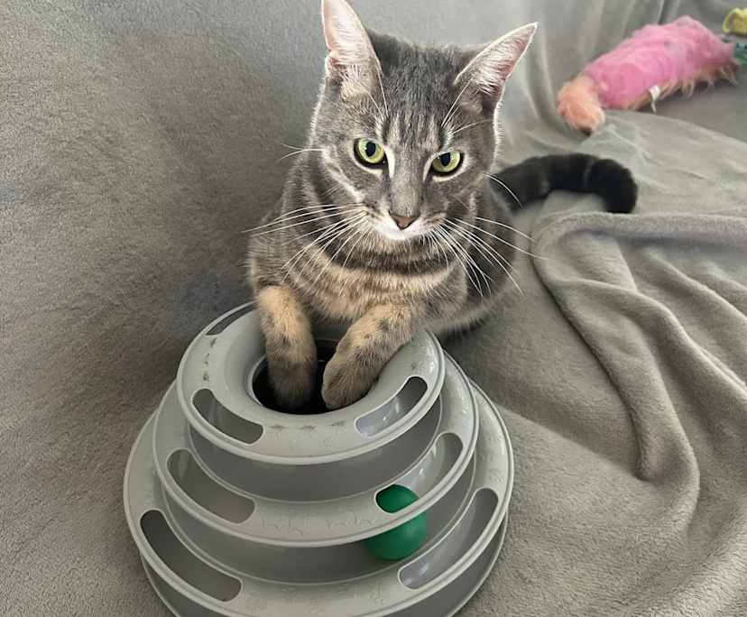 $200, Share-house, 4 bathrooms, Shaw QLD 4818