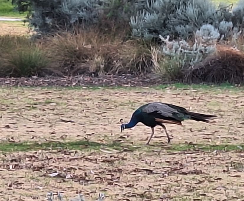 $320-350, Share-house, 2 rooms, Aveley WA 6069, Aveley WA 6069