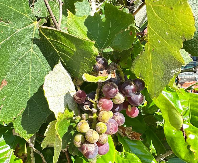 $395-450, Share-house, 2 rooms, Redfern NSW 2016, Redfern NSW 2016