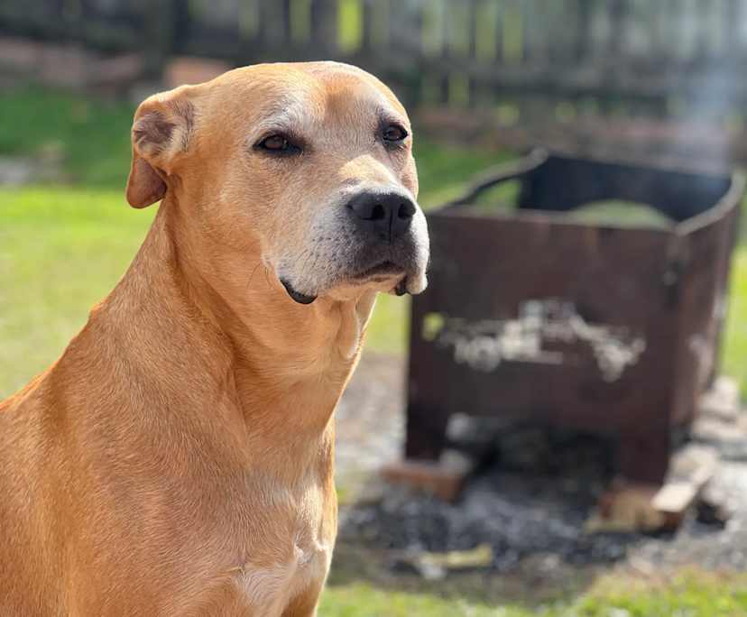 $250, Share-house, 3 bathrooms, Arundel QLD 4214