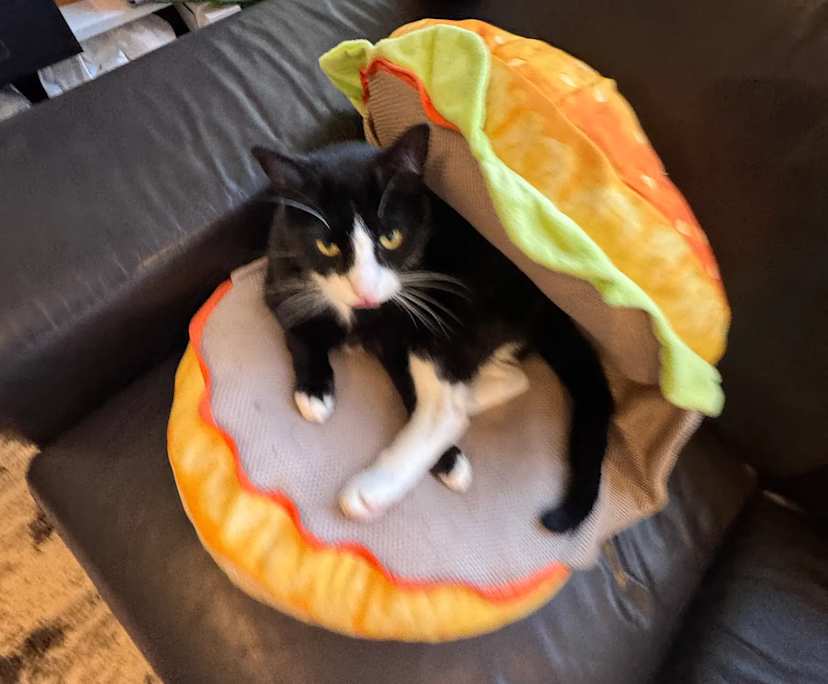 $550, Flatshare, 2 bathrooms, Haymarket NSW 2000