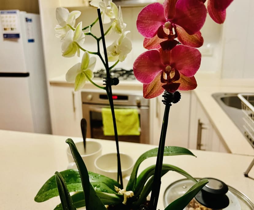 $380, Flatshare, 2 bathrooms, Homebush NSW 2140