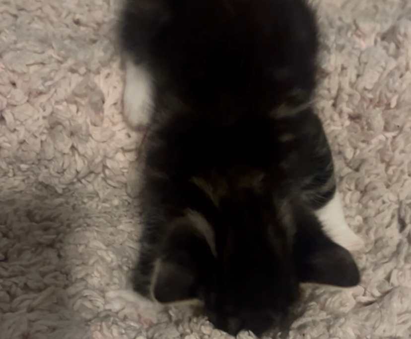 $380, Share-house, 3 bathrooms, Varsity Lakes QLD 4227