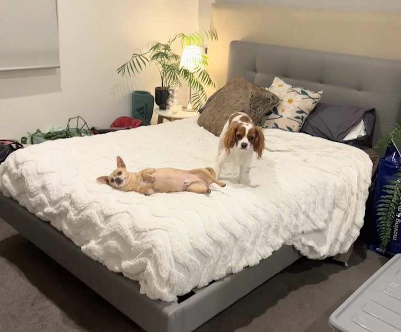 $350, Share-house, 4 bathrooms, Coombs ACT 2611