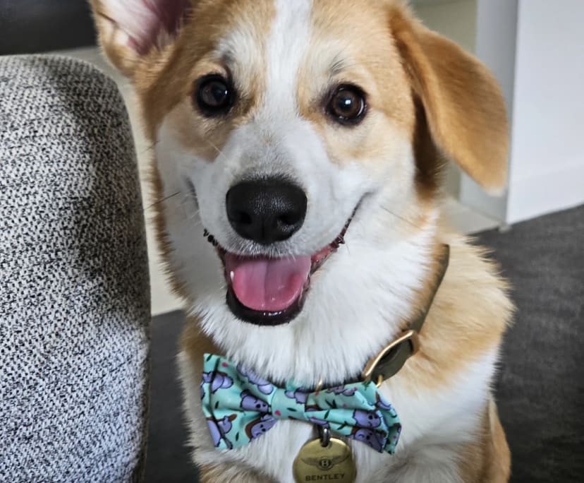 $300, Homestay, 4 bathrooms, Burpengary East QLD 4505