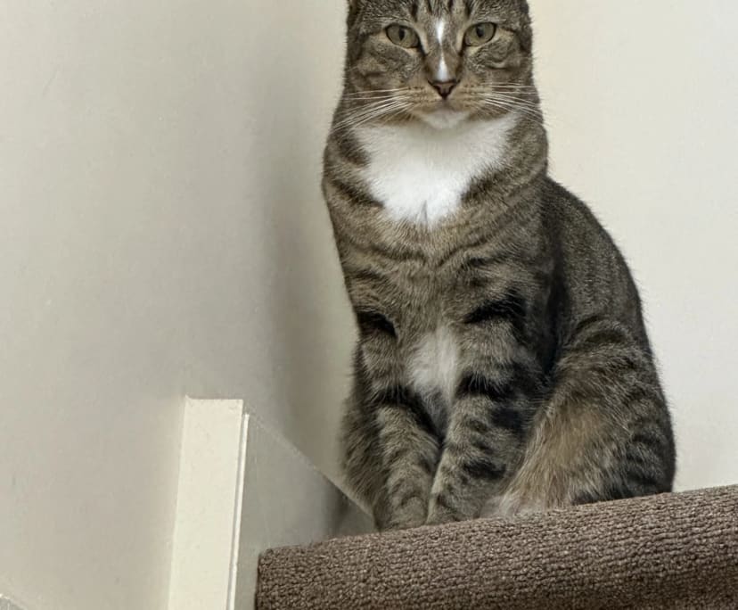 $350, Share-house, 3 bathrooms, Mile End SA 5031