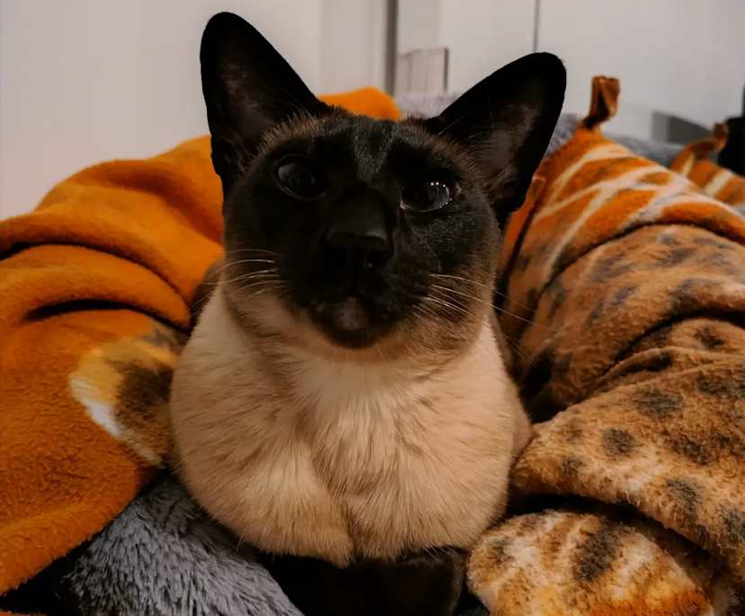 $330, Flatshare, 2 bathrooms, Carlton VIC 3053