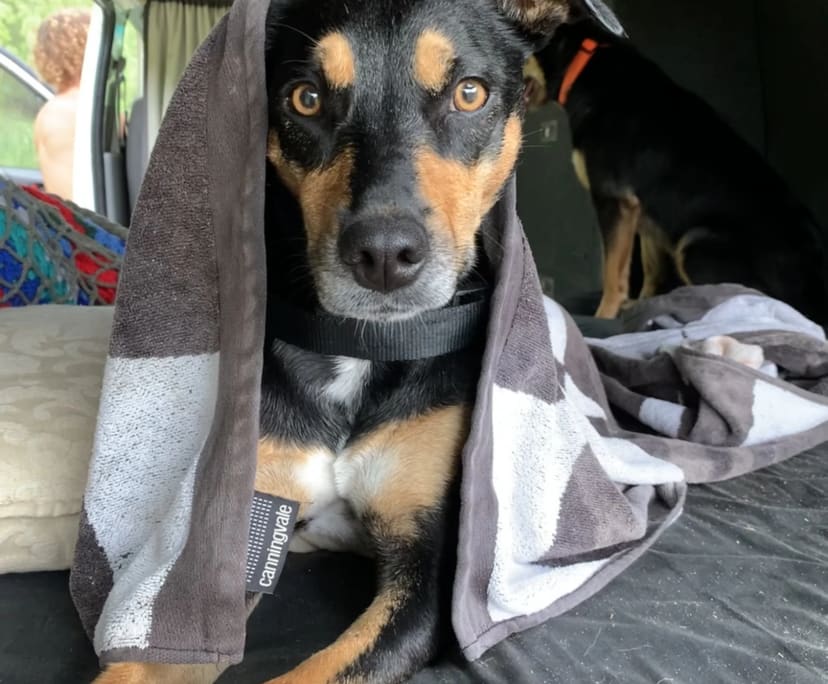 $300, Share-house, 4 bathrooms, Meridan Plains QLD 4551