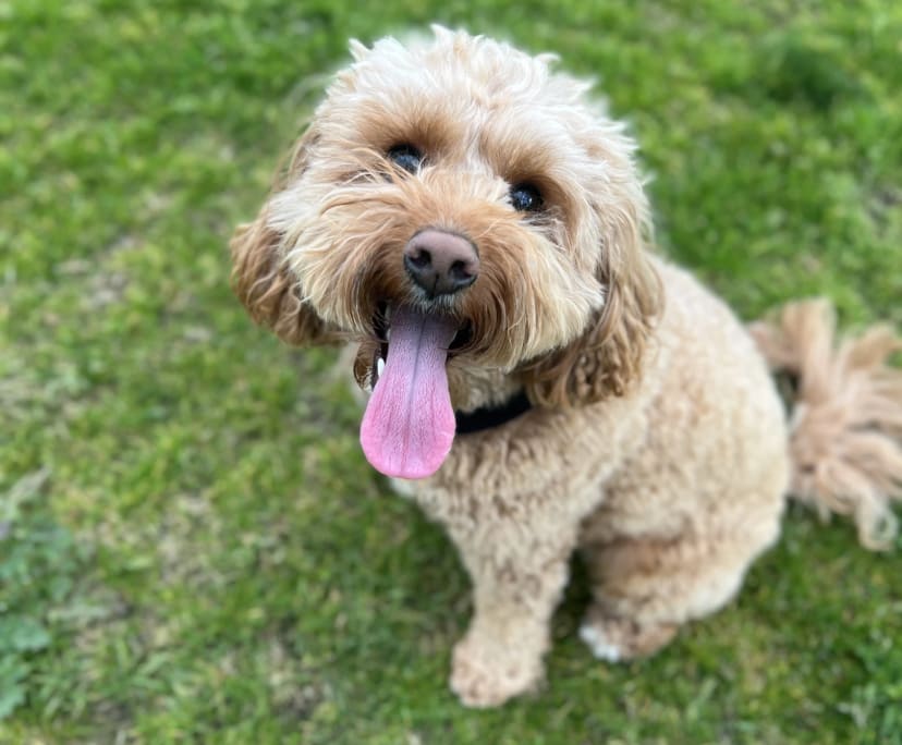 $350, Flatshare, 3 bathrooms, Collingwood VIC 3066