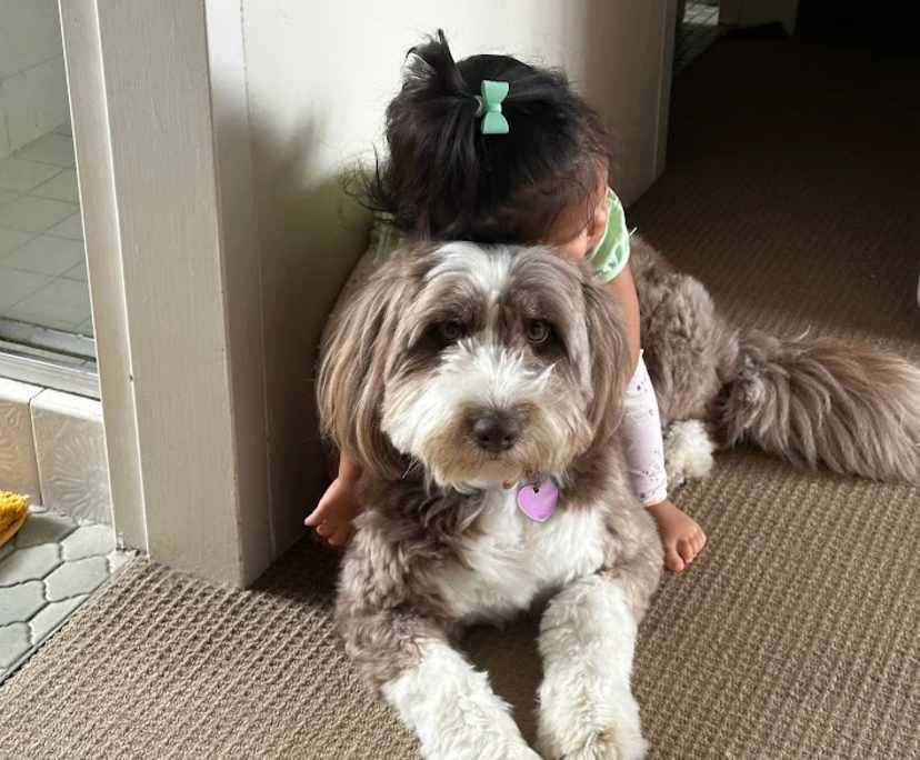 $365, Share-house, 4 bathrooms, Hornsby NSW 2077