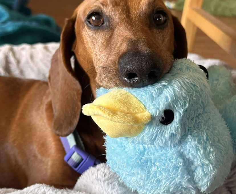 $210, Share-house, 4 bathrooms, Carina QLD 4152