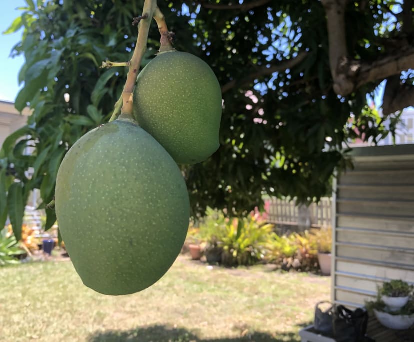 $280, Share-house, 5 bathrooms, Dutton Park QLD 4102