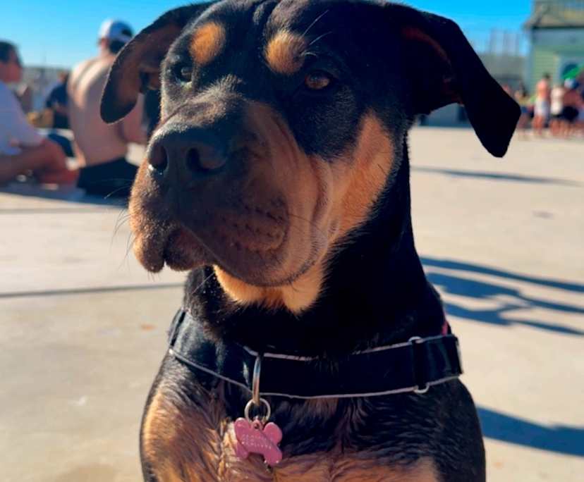 $500, Flatshare, 2 bathrooms, South Yarra VIC 3141