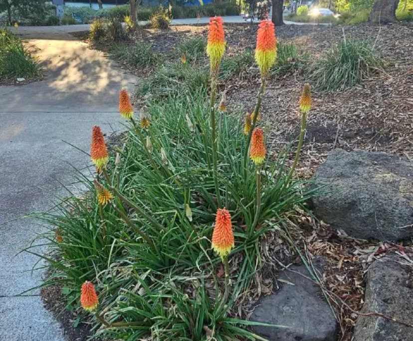 $420, Share-house, 3 bathrooms, Caroline Springs VIC 3023