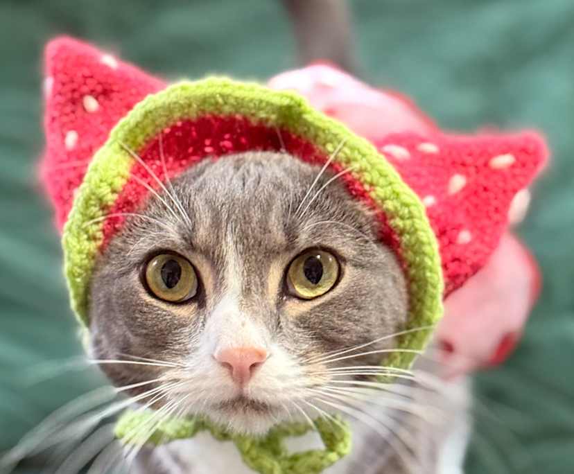 $300, Share-house, 3 bathrooms, Calamvale QLD 4116