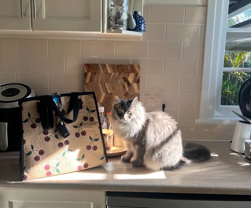 $225, Share-house, 3 bathrooms, Holland Park West QLD 4121