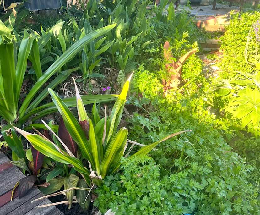 $300, Student-accommodation, 2 bathrooms, Hamilton Hill WA 6163