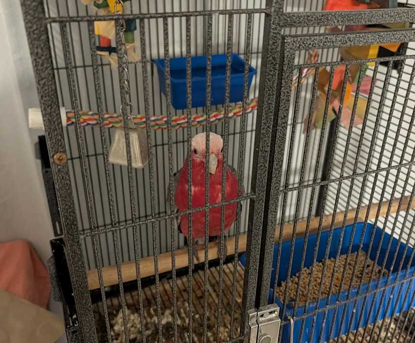 $240, Share-house, 4 bathrooms, Underwood QLD 4119