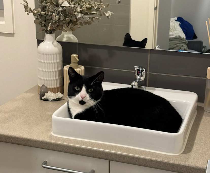 $270, Share-house, 3 bathrooms, Armstrong Creek VIC 3217