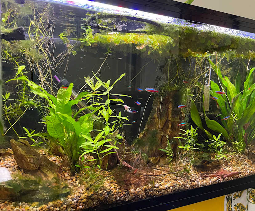 $350, Flatshare, 2 bathrooms, Thornbury VIC 3071