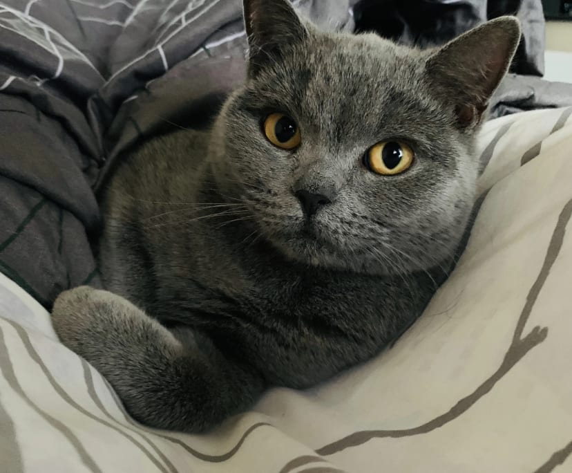 $260, Flatshare, 2 bathrooms, Box Hill VIC 3128