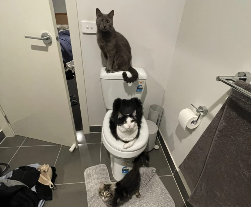 $220, Share-house, 3 bathrooms, Cranbourne West VIC 3977