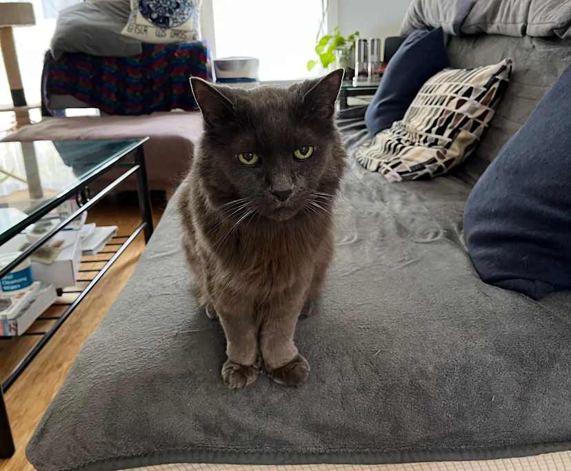 $250, Share-house, 3 bathrooms, Reservoir VIC 3073