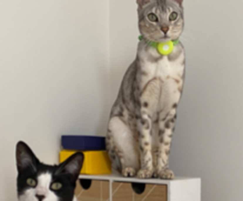 $700, Flatshare, 2 bathrooms, Matraville NSW 2036