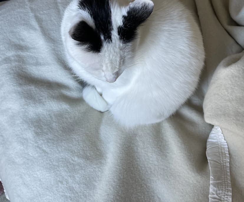 $300, Share-house, 2 bathrooms, Camberwell VIC 3124