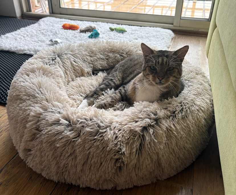 $400, Flatshare, 2 bathrooms, Burwood NSW 2134