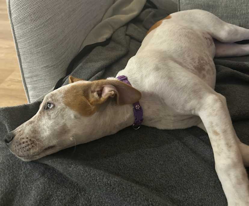 $400, Homestay, 3 bathrooms, Plympton SA 5038