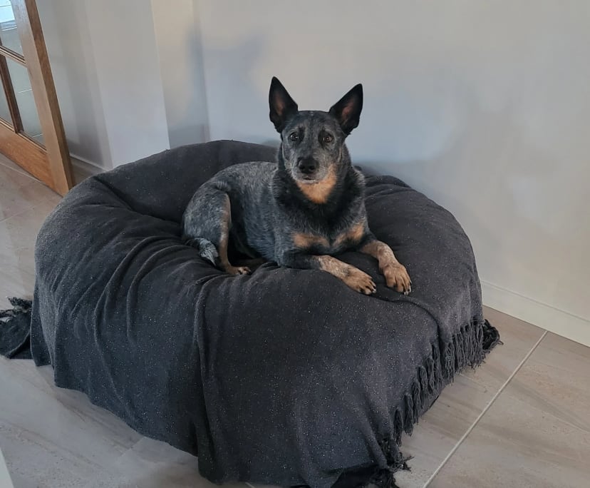 $300-350, Share-house, 2 rooms, Pearsall WA 6065, Pearsall WA 6065