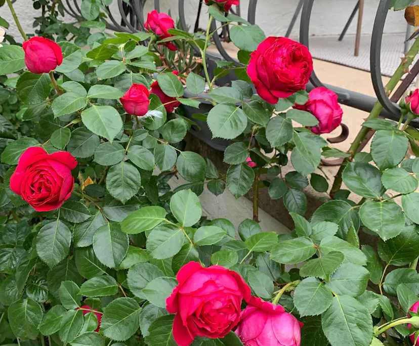 $360, Share-house, 3 bathrooms, Kambah ACT 2902