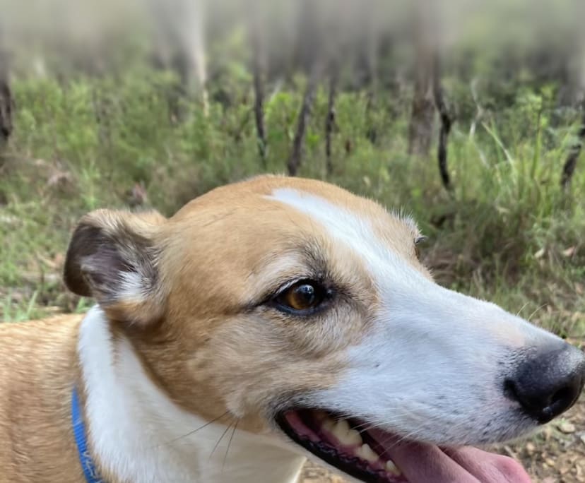 $230, Share-house, 4 bathrooms, Balaclava NSW 2575