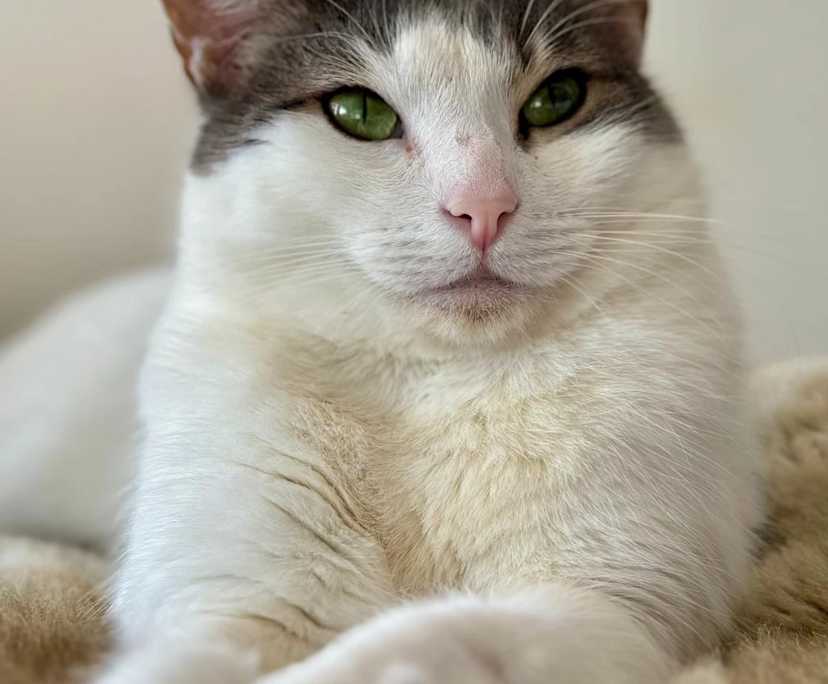 $750, Flatshare, 3 bathrooms, Mascot NSW 2020