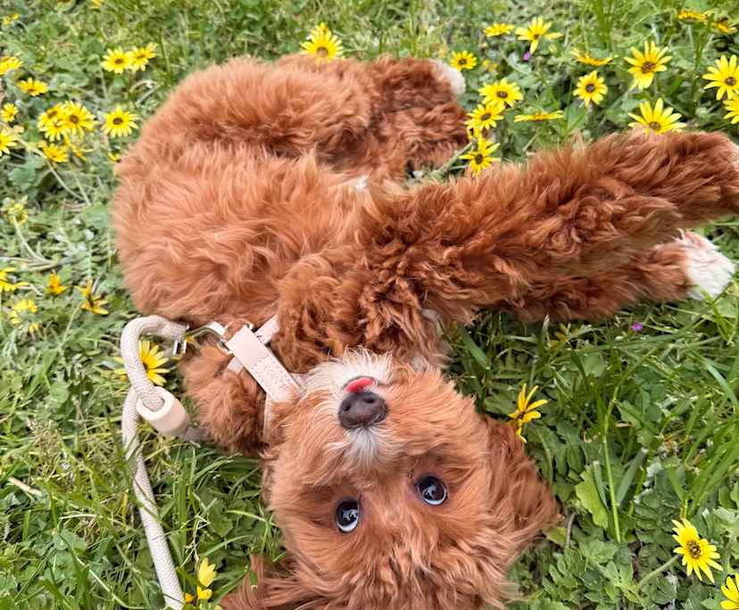 $400, Flatshare, 2 bathrooms, St Kilda VIC 3182