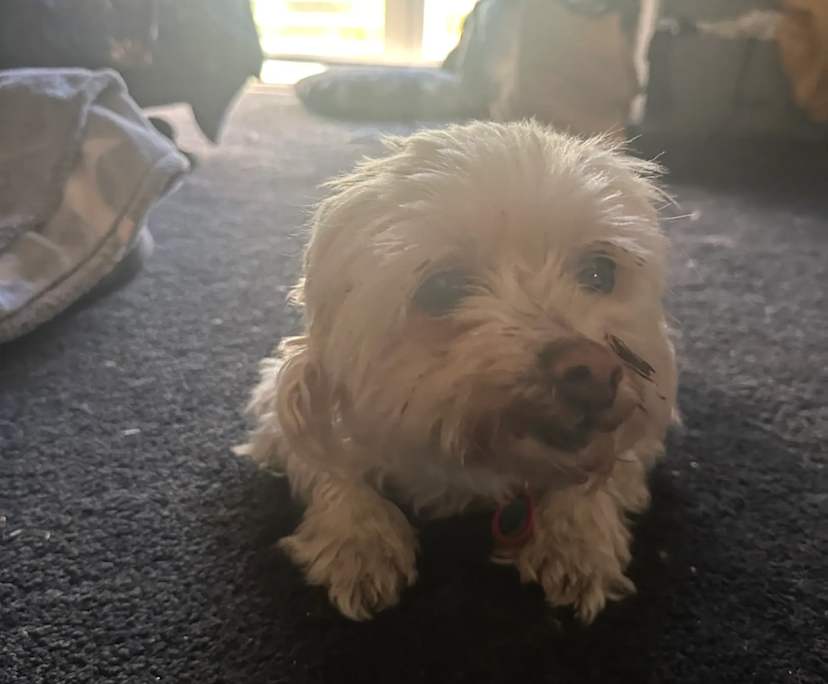 $325, Share-house, 3 bathrooms, Burwood East VIC 3151