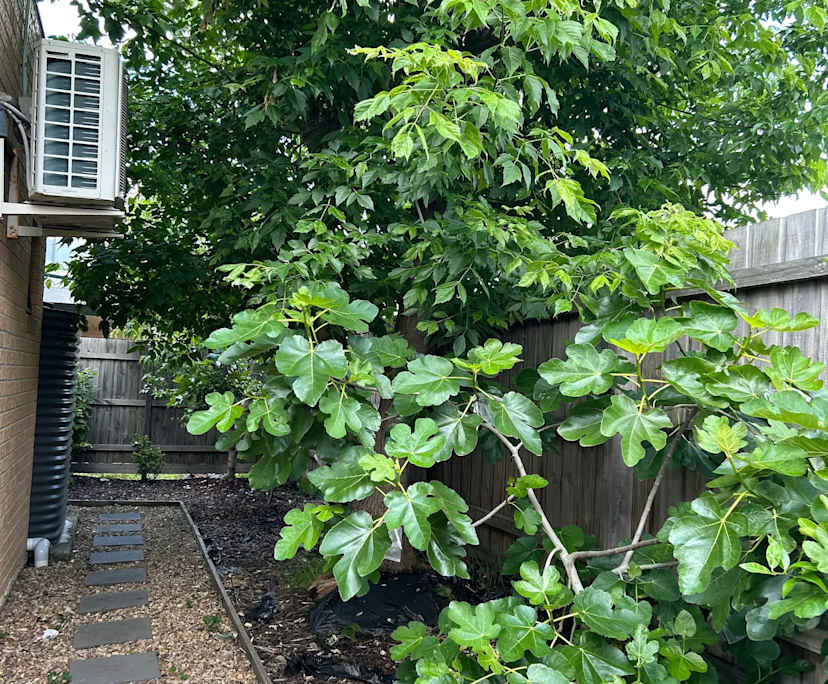 $290, Share-house, 4 bathrooms, Rosanna VIC 3084