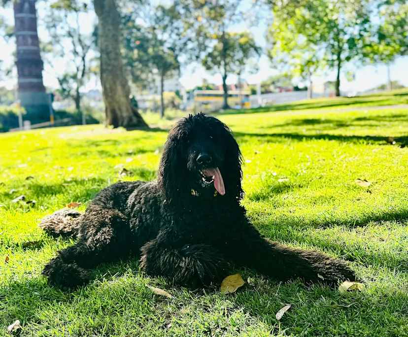 $600, Share-house, 3 bathrooms, Neutral Bay NSW 2089